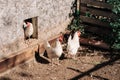 Free range chickens living a natural outdoor life. Free range white chicken leghorn breed