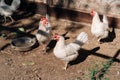 Free range chickens living a natural outdoor life. Free range white chicken leghorn breed