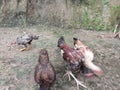 free-range chickens or local chickens that are raised at home in the backyard Royalty Free Stock Photo