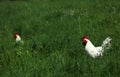 Free-range chickens rooster in the grass meadow o