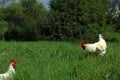 Free-range chickens rooster in the grass meadow o