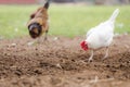 Free Range Chickens Scratching in Dirt