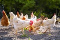 Free Range Cock and Hens Royalty Free Stock Photo