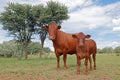 Free-range cow and calf in native rangeland, South Africa