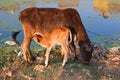 Free range cow with suckling calf on a rural farm India. Royalty Free Stock Photo