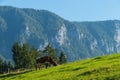 Brown Cown grazes on Hill in Front of alpine Mountain Range