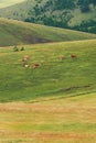 Free range cows grazing on green pasture land, Dairy farm livestock cattle on Zlatibor hills Royalty Free Stock Photo