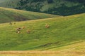 Free range cows grazing on green pasture land, Dairy farm livestock cattle on Zlatibor hills Royalty Free Stock Photo