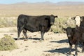 Free range cows grazing next to the Black Rock desert Royalty Free Stock Photo