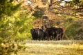 Free range cows in the woods Royalty Free Stock Photo