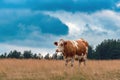 Free range dairy farm cow on Zlatibor pasture land grazing on grass in overcast summer sunset Royalty Free Stock Photo