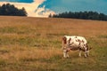 Free range dairy farm cow on Zlatibor pasture land grazing on grass in overcast summer sunset Royalty Free Stock Photo