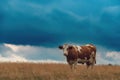 Free range dairy farm cow on Zlatibor pasture land grazing on grass in overcast summer sunset Royalty Free Stock Photo