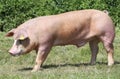 Young duroc pig grazing on the meadow Royalty Free Stock Photo