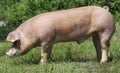 Free range duroc pig graze outside on pasture Royalty Free Stock Photo