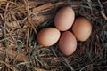 Free-range eggs in a nest of straw and dried grass in free-range chicken farm . Top view Royalty Free Stock Photo