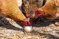 Free range farm hens Royalty Free Stock Photo