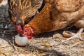 Free range farm hens Royalty Free Stock Photo