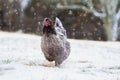 Free Range French Blue Copper Maran Hen Royalty Free Stock Photo