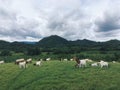 Free-range goat farming among hills, Kanchanaburi, Thailand