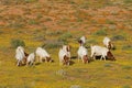 Goats feeding in a field with yellow wild flowers, Namaqualand, South Africa Royalty Free Stock Photo