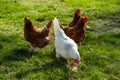 free range, healthy brown and white organic chickens on a green meadow. Selective sharpness. Several chickens out of