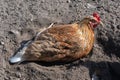 Free range hen bathing in sand. Hen lying on sandy ground to remove vermin from the feathers. Royalty Free Stock Photo