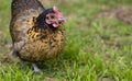 Free range hen crele bantam organic poultry