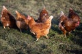 Free range hen in early spring on meadow in the evening sun.