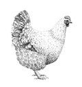 Free range hen illustration old lithography style