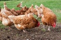 Free Range Hens