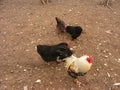 Free Range Hens at farm Royalty Free Stock Photo