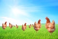 Free-range hens on a farm