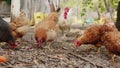 Free-range hens on the ground open air for organic egg production