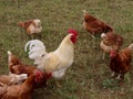 Free range hens and rooster Royalty Free Stock Photo