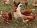 Free range hens and rooster Royalty Free Stock Photo