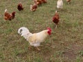 Free range hens and rooster Royalty Free Stock Photo