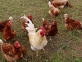 Free range hens and rooster Royalty Free Stock Photo