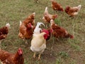 Free range hens and rooster Royalty Free Stock Photo