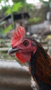 Free-range hens (chicken) on an organic farm Royalty Free Stock Photo