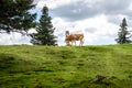 Free range herd cattle cows on high mountain green pasture Royalty Free Stock Photo