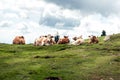 Free range herd cattle cows on high mountain green pasture Royalty Free Stock Photo