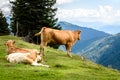 Free range herd cattle cows on high mountain green pasture Royalty Free Stock Photo