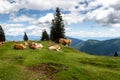 Free range herd cattle cows on high mountain green pasture