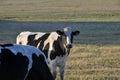 Free Range Dairy Cows Grazing in a Field Royalty Free Stock Photo