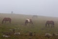 Free range horses grazing along a mountain road in the Pyrenees on a foggy Royalty Free Stock Photo