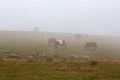 Free range horses grazing along a mountain road in the Pyrenees on a foggy Royalty Free Stock Photo