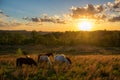 Free range horses, summer sunset, Kentucky Royalty Free Stock Photo
