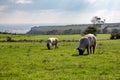 Free range large white pigs grazing