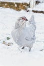 Free Range Lavender Ameraucanas Hen Walking in Snow